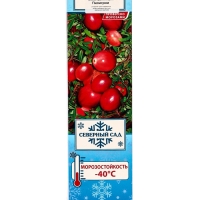 Клюква крупноплодная (Серия Северный Сад) "Пилигрим" 1 шт, туба, Весна 2025