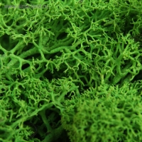 Мох стабилизированный "Салатовый" 45 гр (+-5 гр).