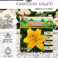 Лилия Азиатская Кашпо "Abbeville's Pride", луковица в пакете с перфорацией, р-р 12/14, 2 шт.