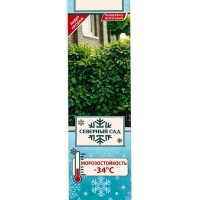 Кизильник блестящий, саженец, декоративный, 1 шт., туба