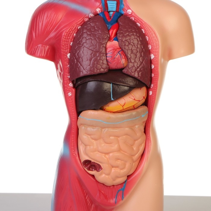 Макет "Торс человека" разборный 28*11*7см