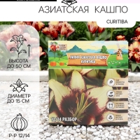 Лилия Азиатская Кашпо Curitiba, луковица в пакете с перфорацией, р-р 12/14, 2 шт.