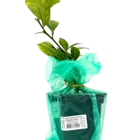 Цитрус "Лиметта Россо", туба, 1 шт, Весна 2025