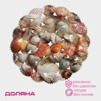 Решётка в раковину круглая Доляна &laquo;Ракушки&raquo;, 28&times;28 см
