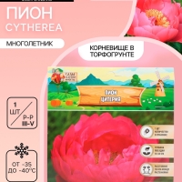 Пион Cytherea, корневище в пакете с торфогрунтом, р-р 2/3, 1 шт.