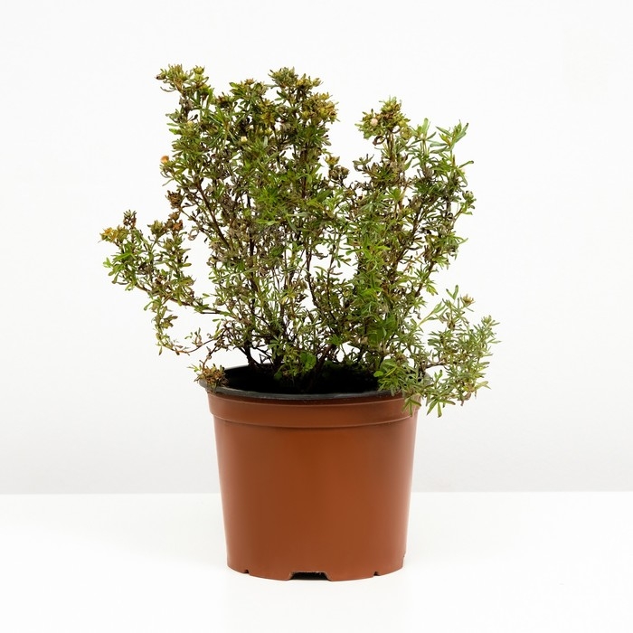 Лапчатка кустарниковая Беллисима, С3 горшок, Н10-50 высота, 1 шт, Осень 2024 Лапчатка кустарниковая Беллисима, С3 горшок, Н10-50 высота, 1 шт, Осень 2024