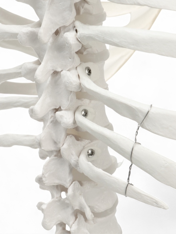 Макет "Поясничный отдел позвоночника, тазобедренный сустав" 40*26см