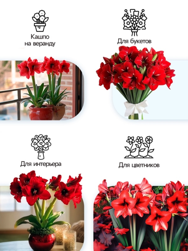 Амариллис Flamenco Queen, многолетник, луковица, р-р 22/24, 1 шт.
