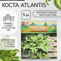 Хоста Atlantis, корневище в пакете с торфогрунтом, р-р I, размер L,1 шт.