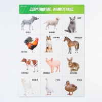 Набор обучающих плакатов &laquo;Изучаем мир&raquo;, 10 в 1, А4