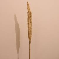 Сухоцвет "Пати" 180 см натуральный