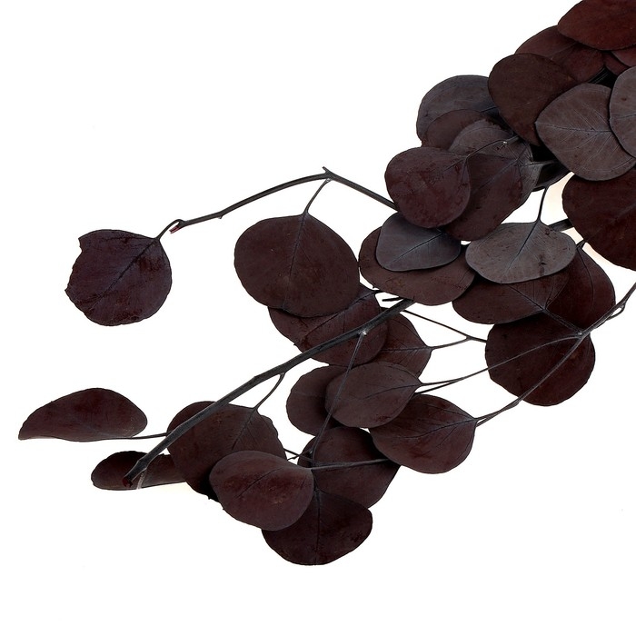 Сухоцвет персикого дерева, 50 г, длина — 70 см, цвет фиолетовый Сухоцвет персикого дерева, 50 г, длина — 70 см, цвет фиолетовый