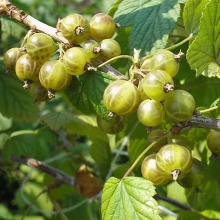Смородина черная (зеленоплодные) &laquo;Изумрудное ожерелье&raquo;, саженец, 1 шт., туба