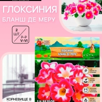 Глоксиния &laquo;Бланш де Меру&raquo;, многолетник, комнатный, луковица в пакете с перфорацией, р-р 5/6, 2 шт.