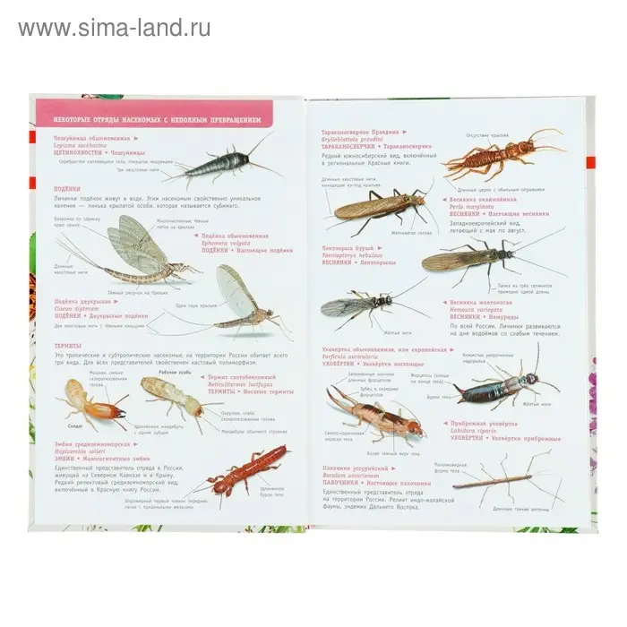 Лучший определитель. Насекомые России