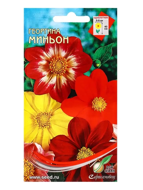 Семена цветов Георгина Миньон (смесь) 15 шт