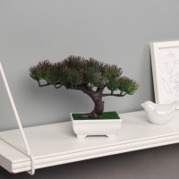 Бонсай в горшке "Сосна галант" 12х16 см МИКС