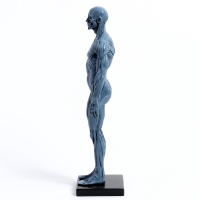 Макет "Тело человека" 29см Макет "Тело человека" 29см