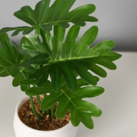 Бонсай в горшке &laquo;Филодендрон элегант&raquo;, 6&times;16 см, зелёный