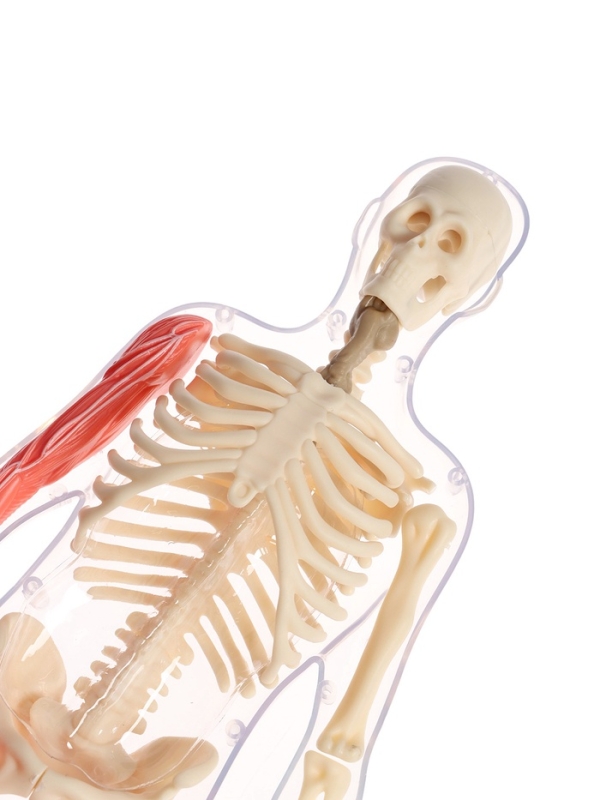 ЭВРИКИ Набор для опытов "Строение тела", светящееся с мягкими органами