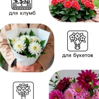 Георгина Кактусовидная HAYLEY JANE, клубелуковица в упаковке, р-р I, 1 шт.