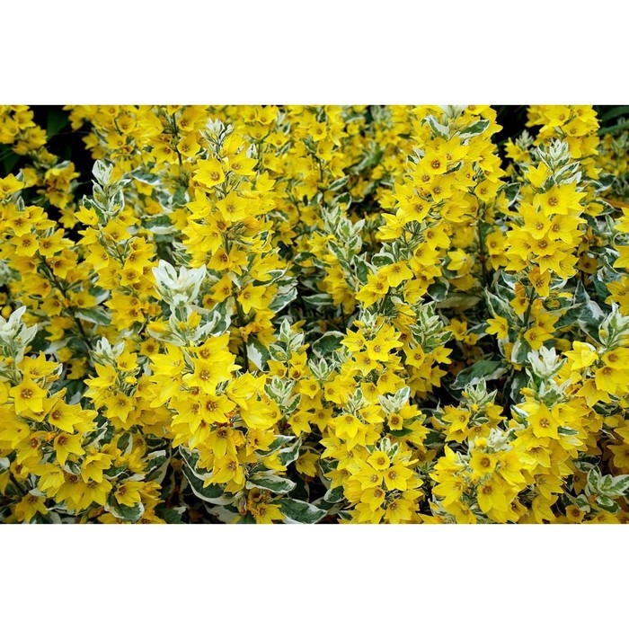 Вербейник точечный Александр, С2 горшок, Н10-50 высота, 1 шт, Осень 2024 Вербейник точечный Александр, С2 горшок, Н10-50 высота, 1 шт, Осень 2024