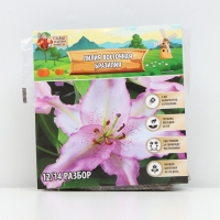 Лилия Восточная Brasilia, луковица в пакете с перфорацией, р-р 12/14, 3 шт.