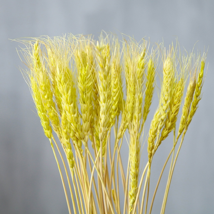 Сухой колос пшеницы, набор 50 шт., цвет жёлтый