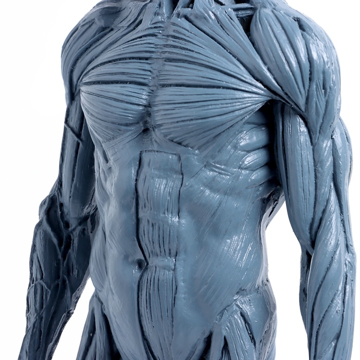 Макет "Тело человека" 29см