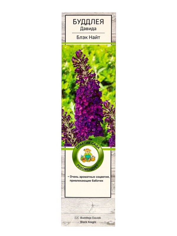 Буддлея Давида &laquo;Блэк Найт&raquo;, саженец, туба, 1 шт.