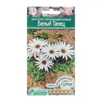 Семена цветов Арктотис крупноцветковый &laquo;Белый Танец&raquo;, многолетник, для альпийских горок, 10 шт.