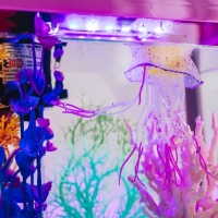 Декор для аквариума "Медуза", силиконовая, флуоресцентная, 6,5 х 6,5 х 11,5 см, фиолето Декор для аквариума "Медуза", силиконовая, флуоресцентная, 6,5 х 6,5 х 11,5 см, фиолето