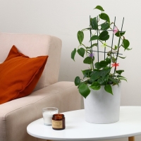 Клипса для растений &laquo;Стрекоза&raquo;, набор 10 шт., МИКС, Greengo