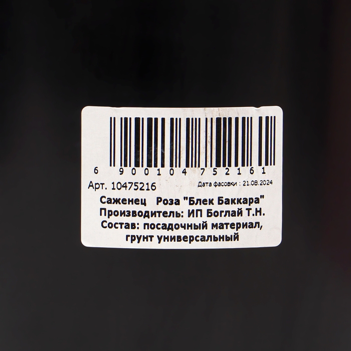 Саженец Розы Саженец Розы "Блек Баккара", Горшок С4, Лето 2024