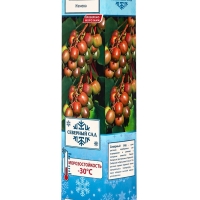 Актинидия аргута (Серия Северный сад) &laquo;Женева &raquo;, саженец,1 шт., туба