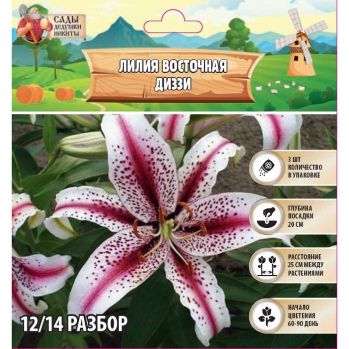 Лилия Восточная Лилия Восточная "Диззи", р-р 12/14, 3 шт,