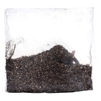 Лилия Восточная "Касабланка", р-р 12/14, 3 шт, Весна 2025, ЭКОНОМ,