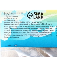 Лилия гибридная &laquo;ЛоллиПоп&raquo;, луковица в пакете с перфорацией, р-р 14/16, 2 шт.