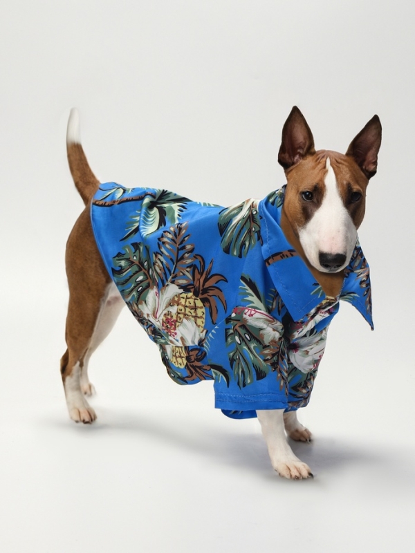 Рубашка для собак "Тропики", L (ДС 28, ОГ 36, ОШ 26 см),голубая