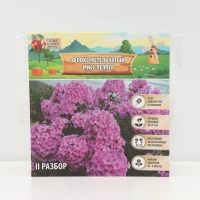 Флокс метельчтый Miss pepper корневище в пакете с торфогрунтом, р-р II, 2 шт.