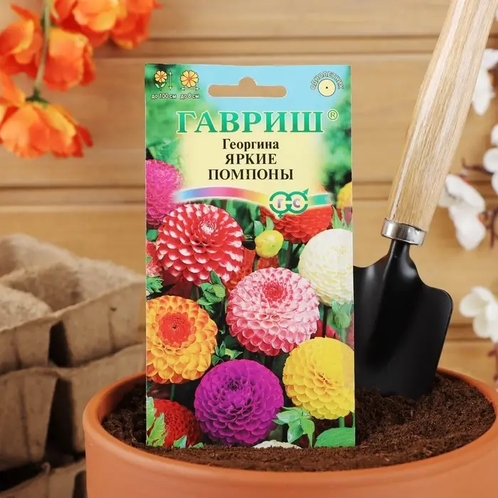 Семена цветов Георгина "Яркие помпоны", ц/п,   0,2 г