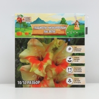 Гладиолус Низкорослый "Лас-Вегас", луковица цветов в пакете с перфорацией, р-р 10+, 7 шт.