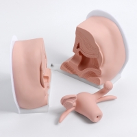 Макет "Вагина" разборный 19*13*17см