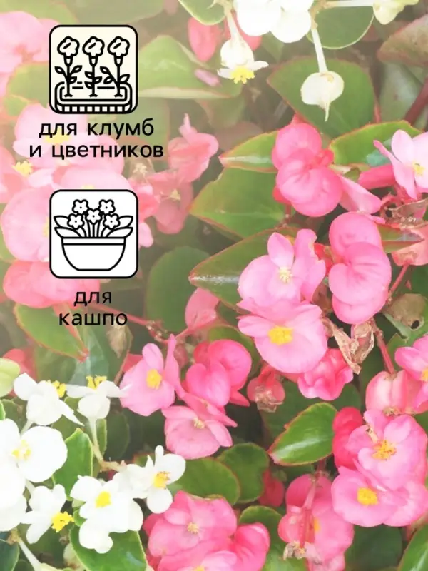 Семена  цветов Бегония вечноцветущая "Сенатор F1", смесь, О, 10 шт