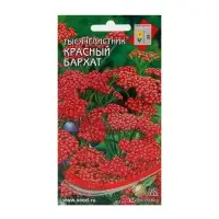 Семена цветов Тысячелистник "Ахиллея" 210 шт.