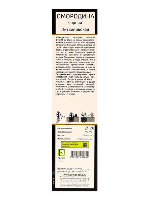 Смородина черная перспективные сорта "Литвиновская", 1 шт, туба, Весна 2025