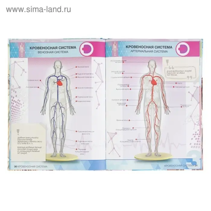 Энциклопедия 4D в дополненной реальности &laquo;Анатомия&raquo;