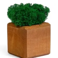 Кашпо композиция со мхом "Бриовуд", мох стабилизированный: Forest green (Зелёный лес)