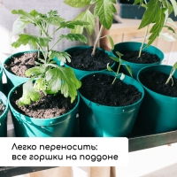 Набор для рассады: стаканы по 500 мл (8 шт.), поддон 40 &times; 20 см, цвет МИКС, Greengo