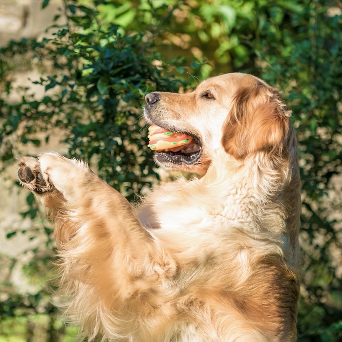 Игрушка пищащая Игрушка пищащая "Гамбургер с салатом" для собак, 9,5 см